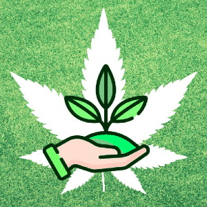 asesoramiento sobre cannabis