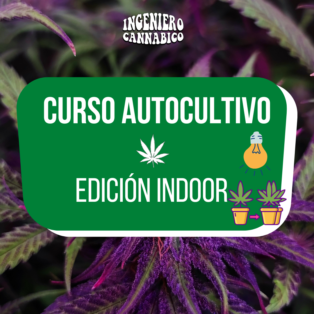 curso de cultivo indoor de cannabis